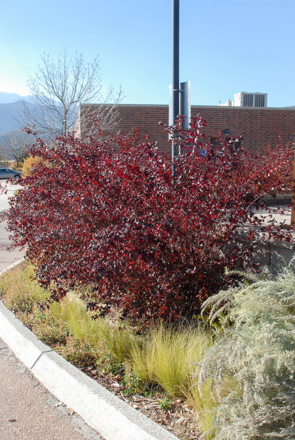 Summer Wine Ninebark